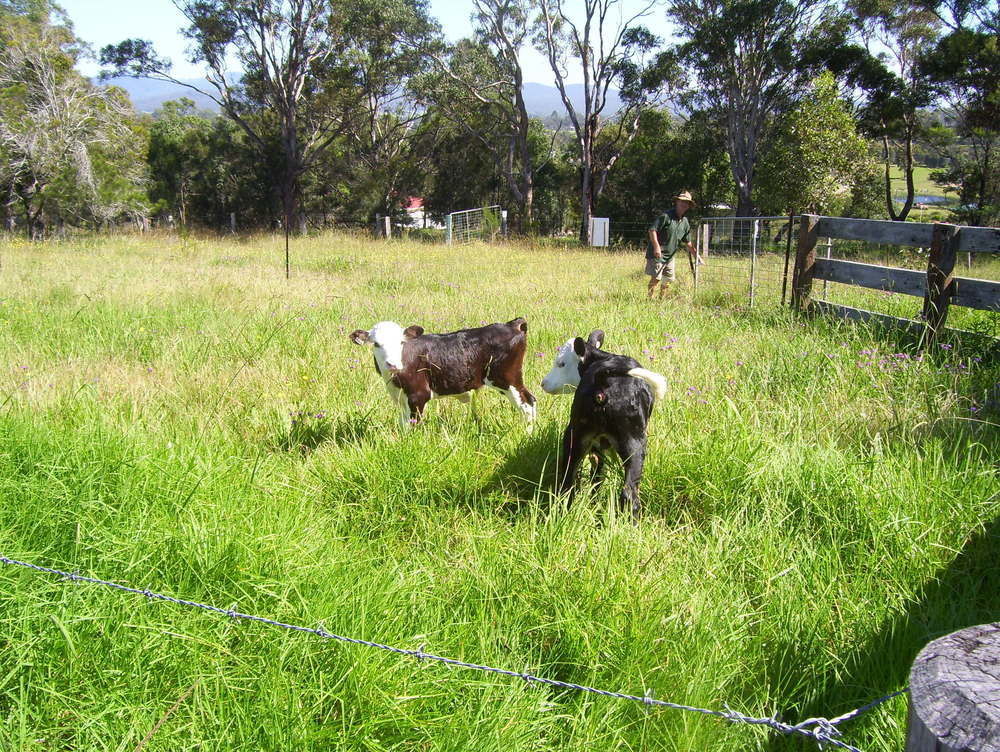 Bryn Glas Farm Stay Moruya Exterior foto
