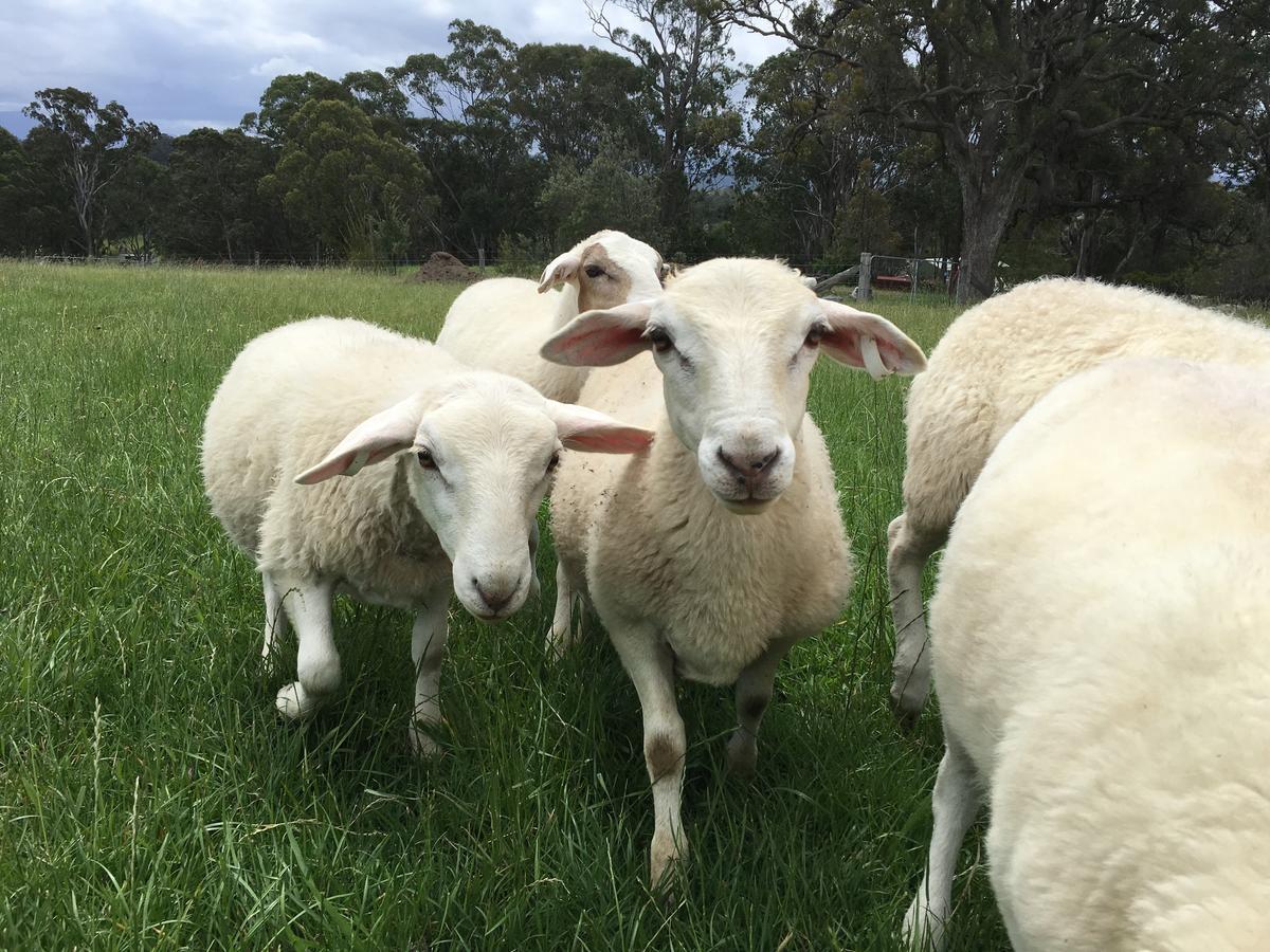Bryn Glas Farm Stay Moruya Exterior foto