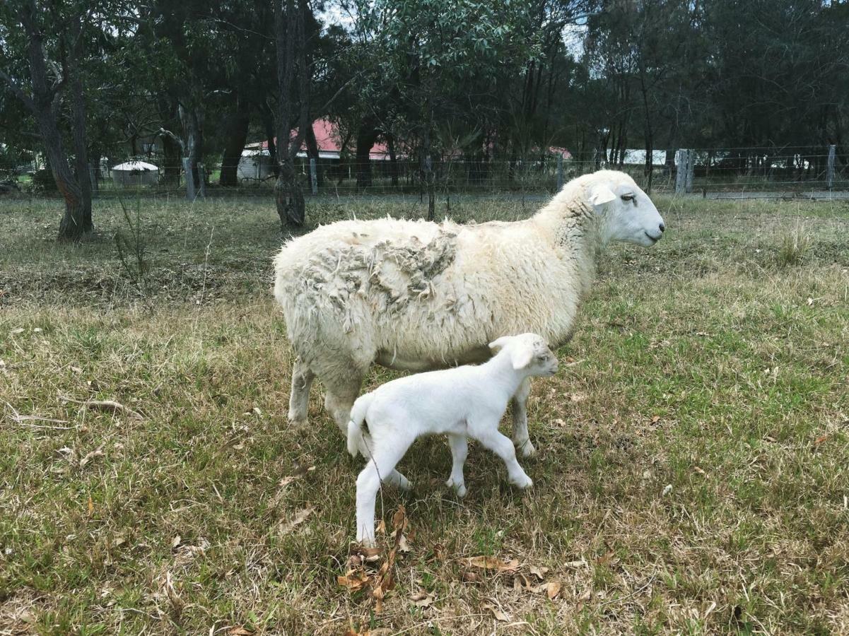 Bryn Glas Farm Stay Moruya Exterior foto
