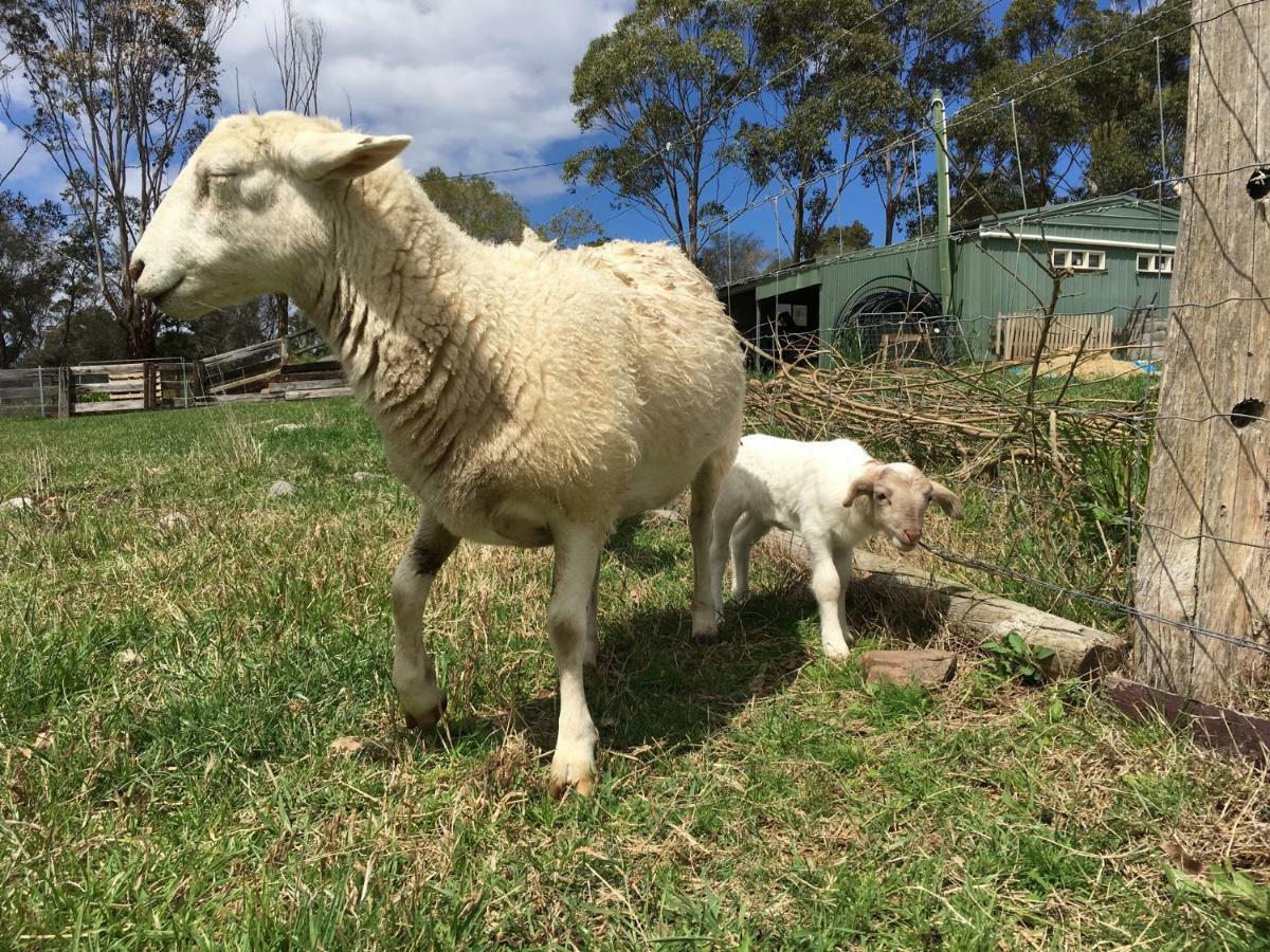 Bryn Glas Farm Stay Moruya Exterior foto